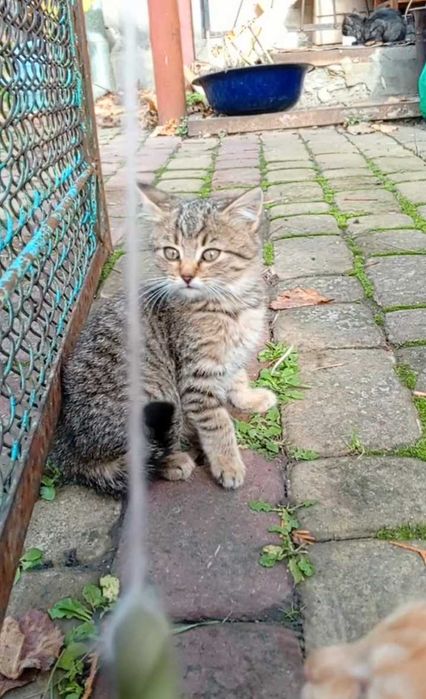 Кошенята в добрі руки