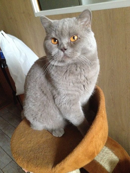 Шотландский прямоухий кот приглашает на вязку вислоухих и прям кошечек