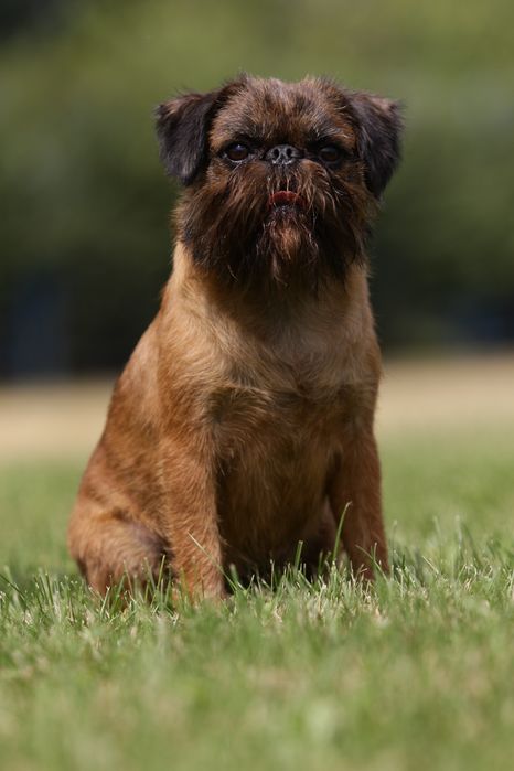 Гриффон Брюссельский. Вязка.