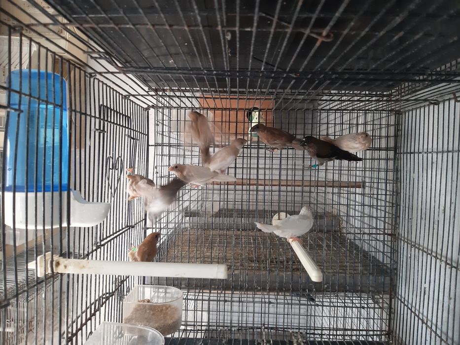 Cedência bengalins