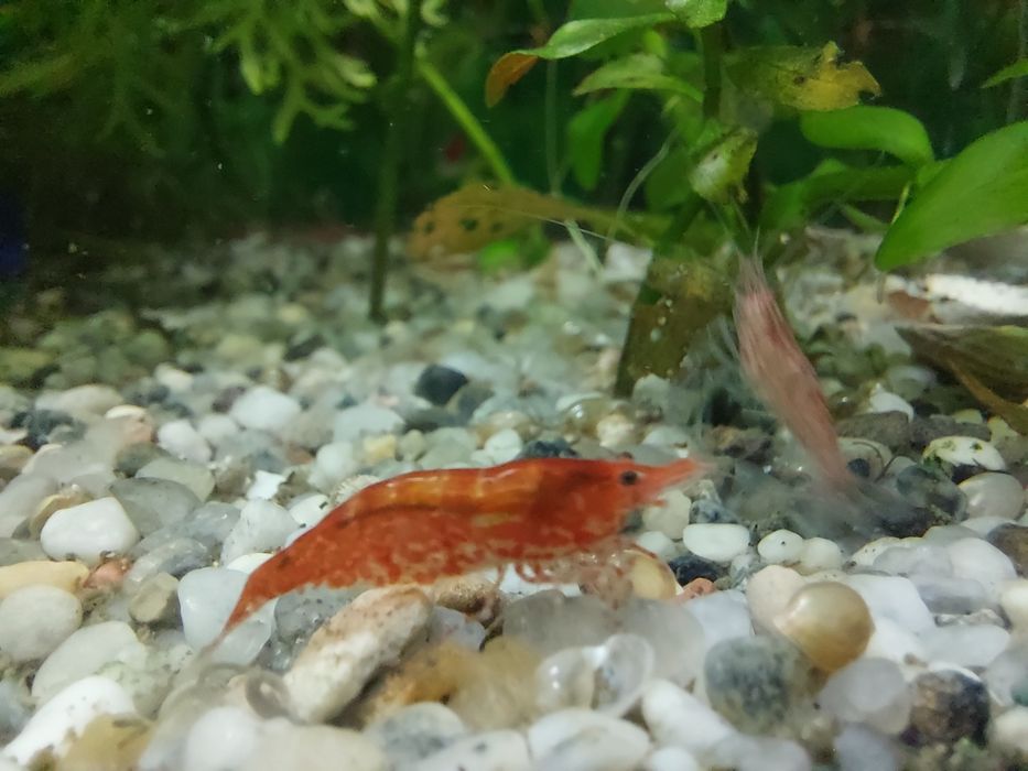 Glonojady,  zbrojniki, krewetki red cherry