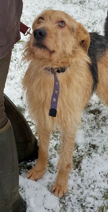 Wiesiu pies do adopcji
