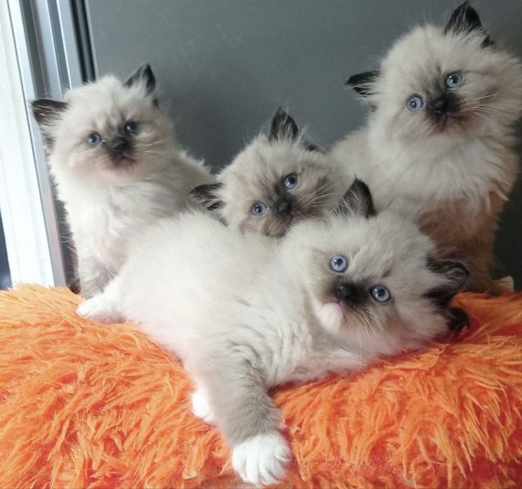 Рэгдолл котятки Ragdollі