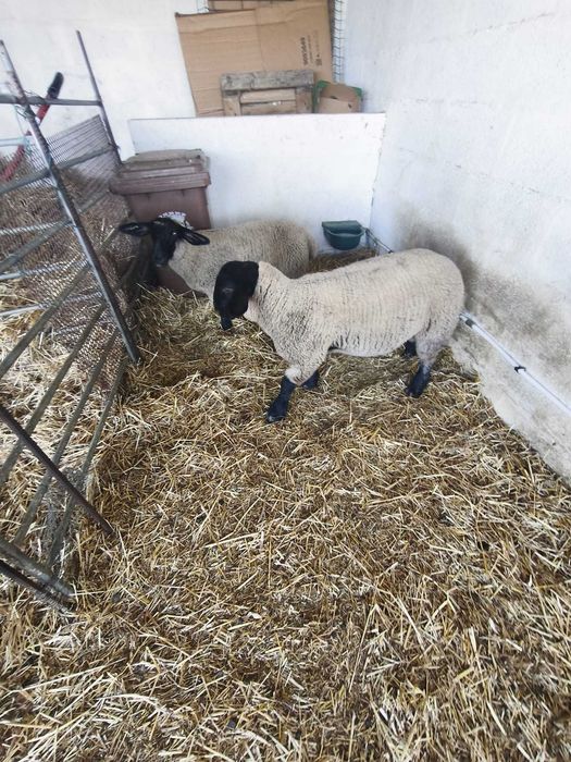 Borrego Macho Suffolk
