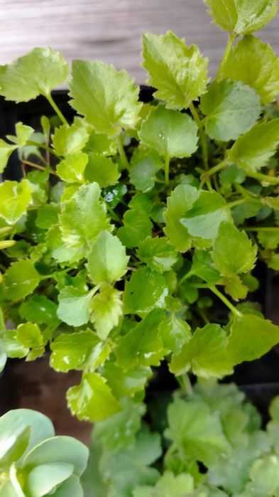 Грунтопокривні рослини для Вашого саду