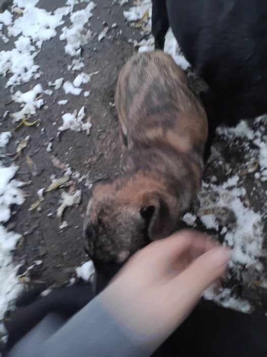 Szczeniaki do oddania za darmo