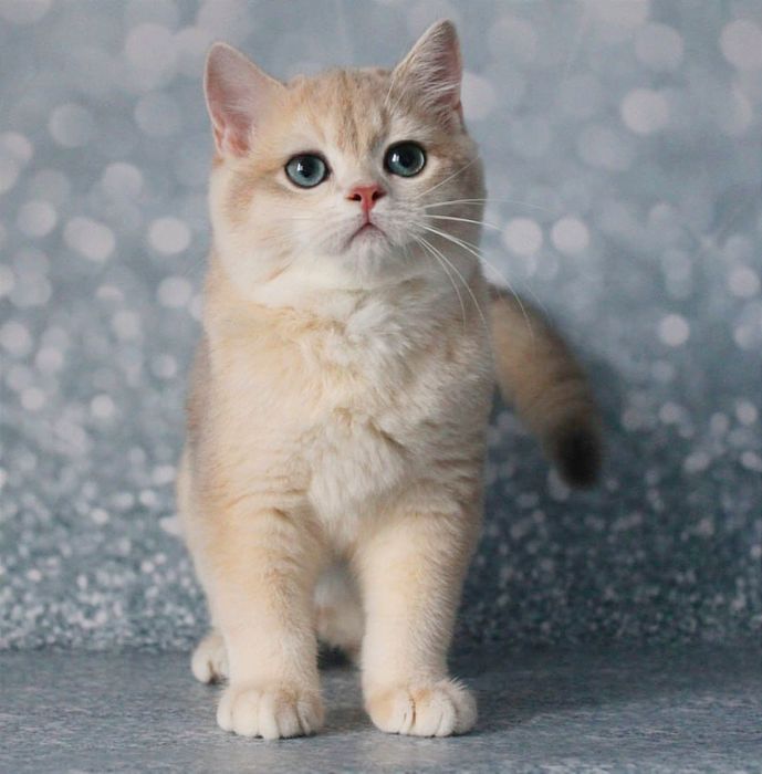 Британський котик шиншила - голубе золото