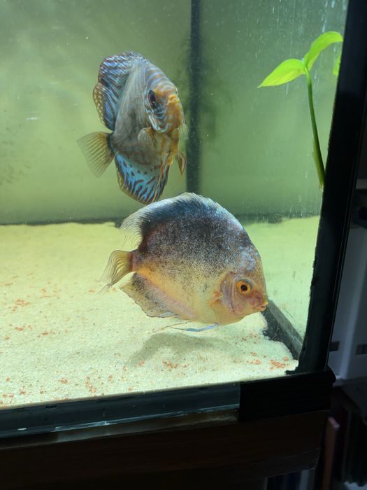 Discus cardume de 6