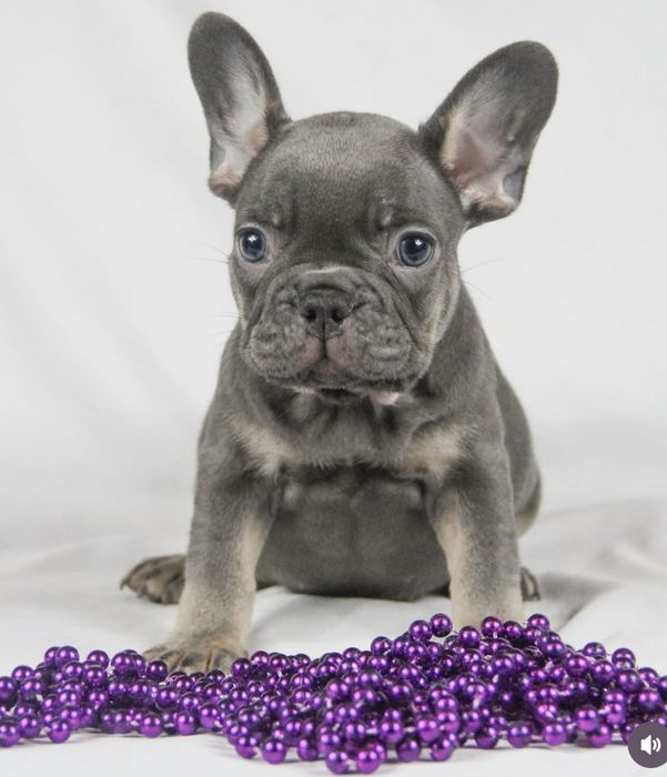 Малюк вашої мрії, блакитний