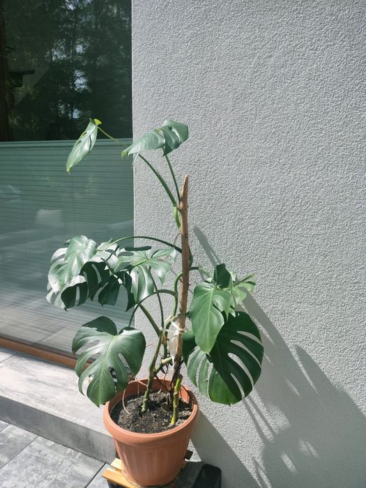 Dracena roślina doniczkowa