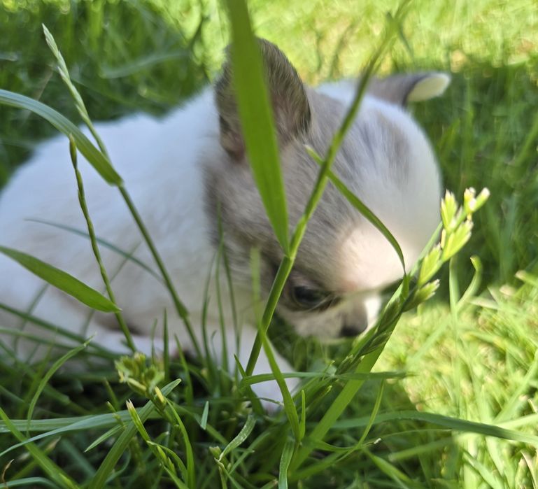 Chihuahua bardzo maleńka sunia