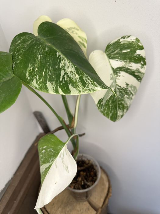 Монстера Monstera  deliciosa 'Albo Variegata.