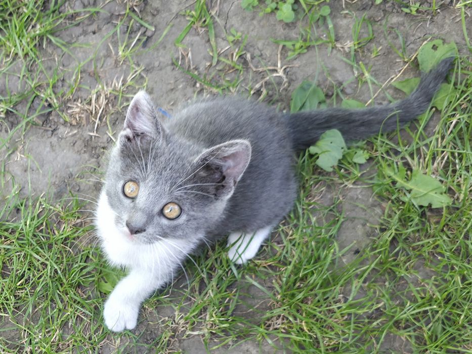 Кошенята шукають домівку