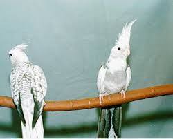 Vendo caturras prontas a criar aves maduras