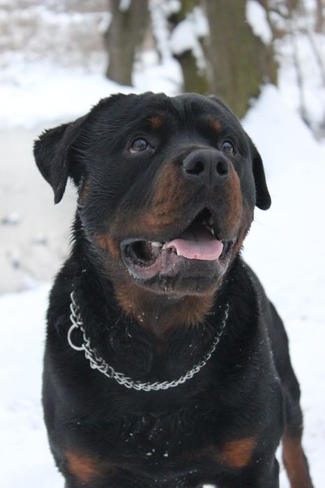 В'язка ротвейлера хлопчик