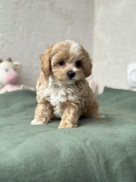 Дівчинка мальтіпу кривий ріг