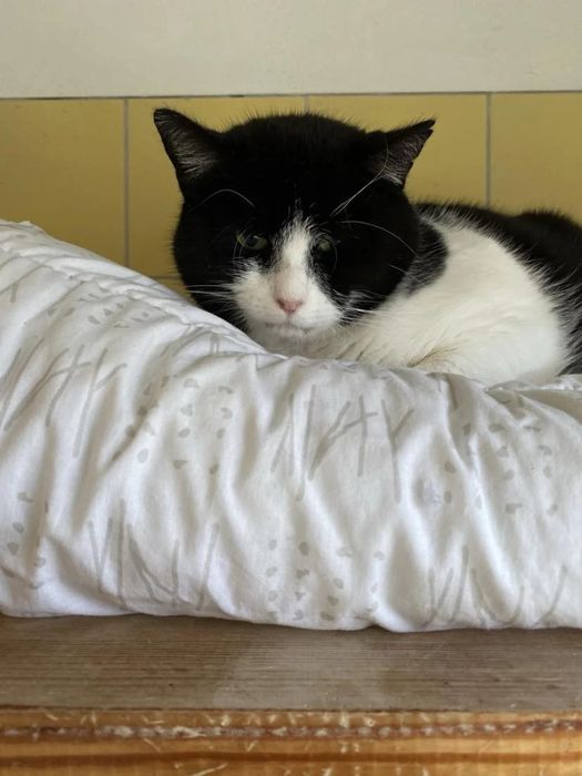 Kocurek Grubcio do adopcji!