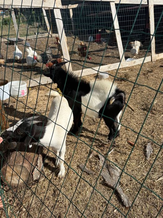 Vender cabras anâs