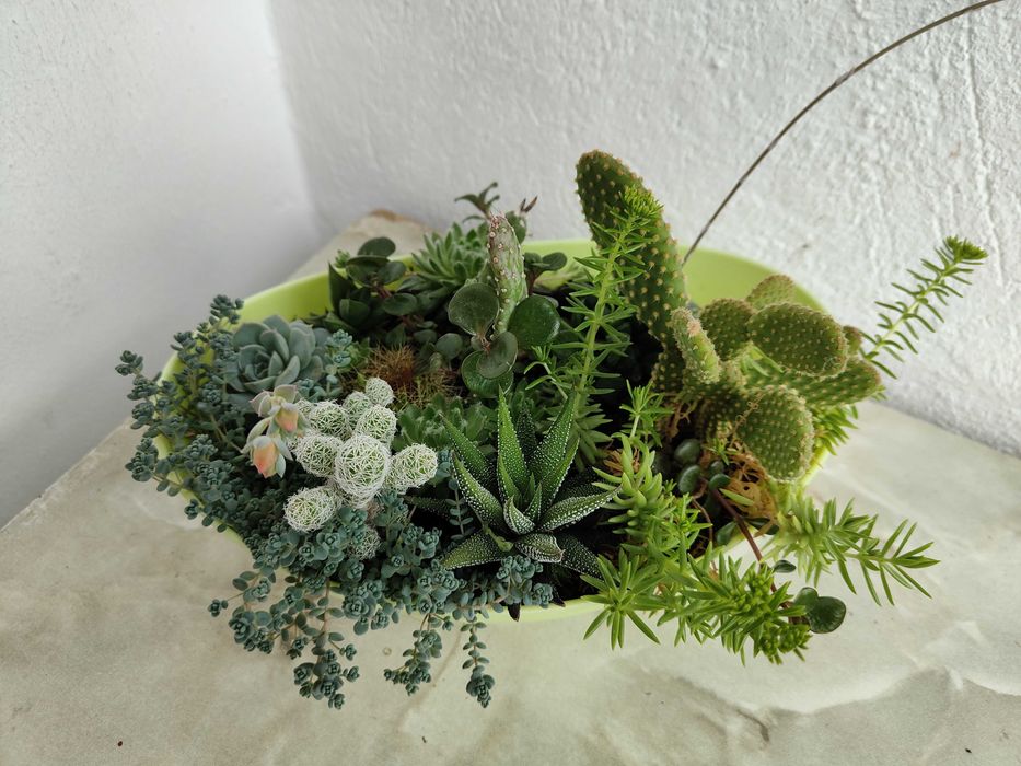 Композиція цікавих кактусів та сукулентів. Кактус. Cactus