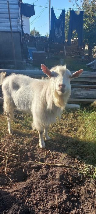 Цап парує кізок.