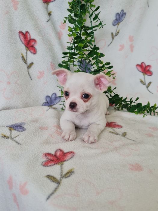Excecional mini Chihuahua/Chiuaua de Qualidad,LinhagemRussa