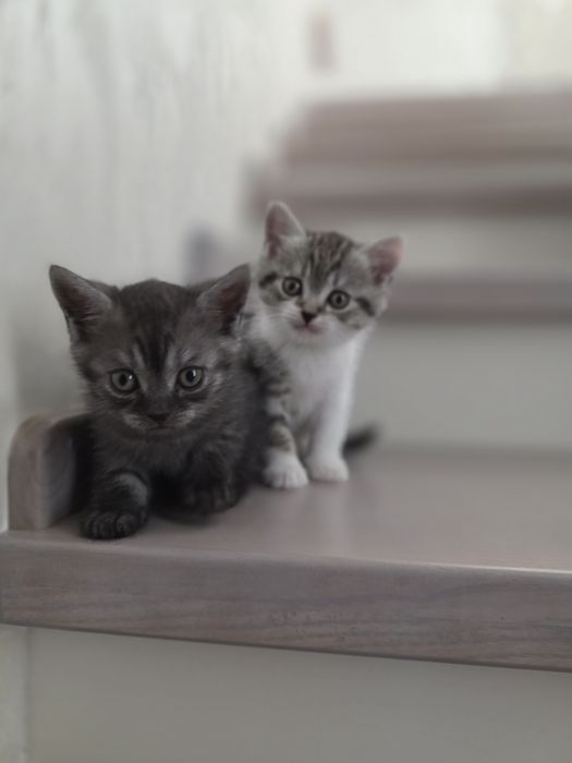 кошенят у добрі руки