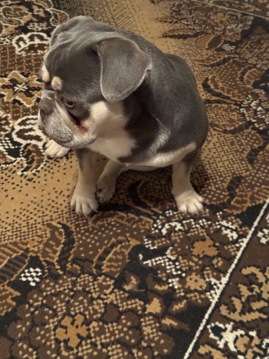 Французкий Бульдог