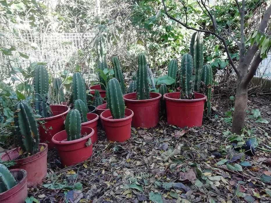 Suculentas Grandes, crescem bastante