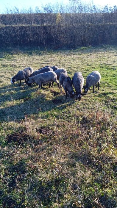 Продам вівці романівської породи!!!