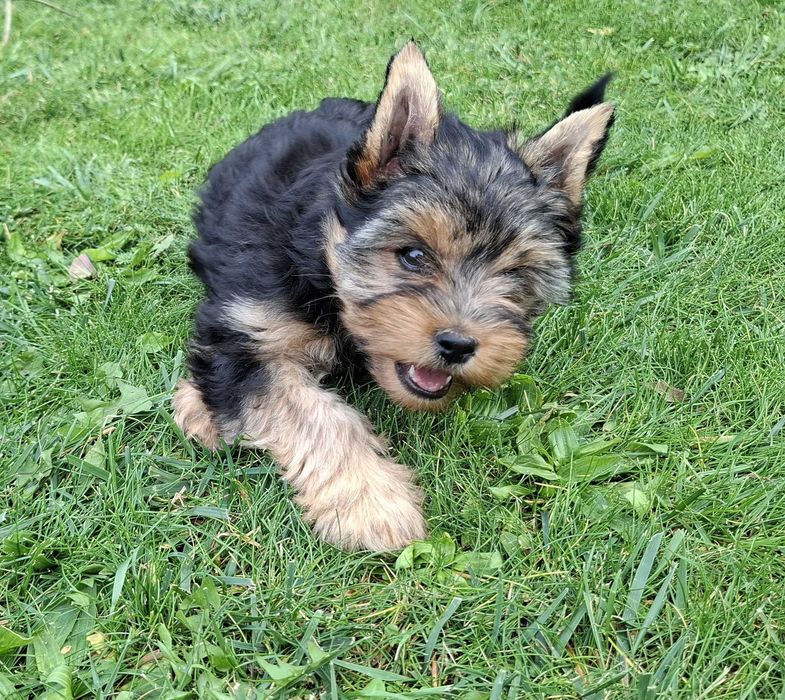 York yorki yorkshire terrier szczeniak szczeniaczek sunia