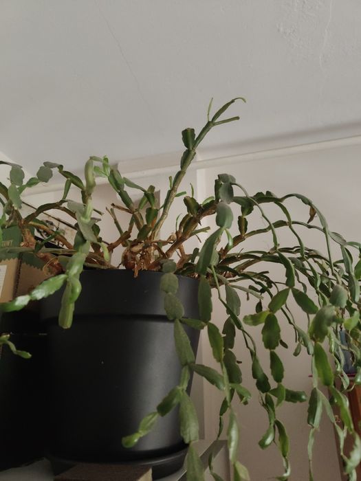 Oddam za darmo Roślina doniczkowa Schlumbergera