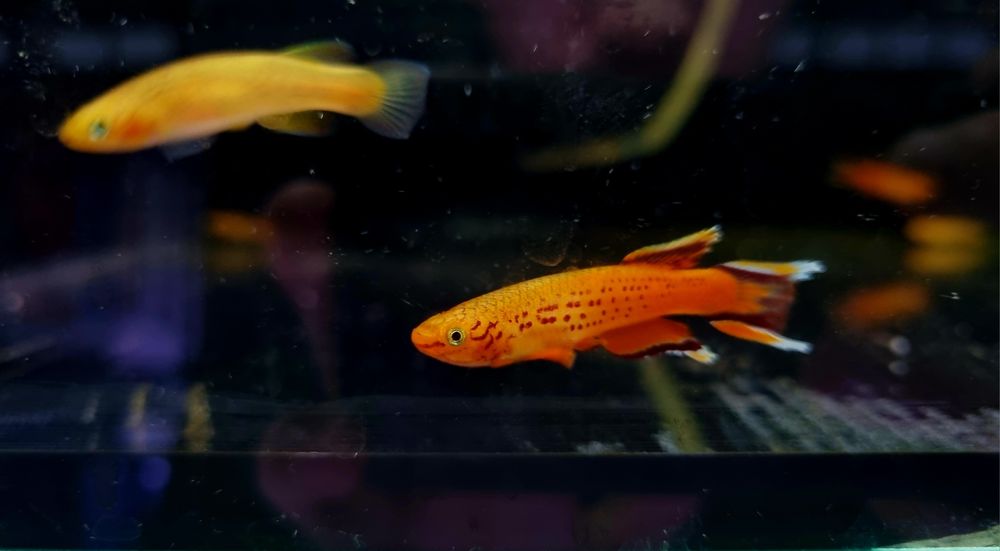 Proporczykowiec z kap lopez