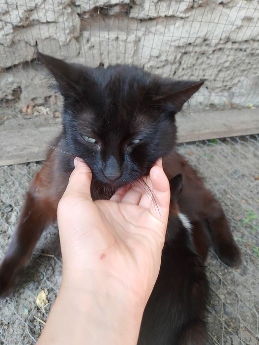 Продаємо кошенят