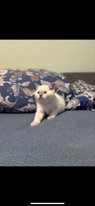 Kotki brytyjskie point, niebieskie