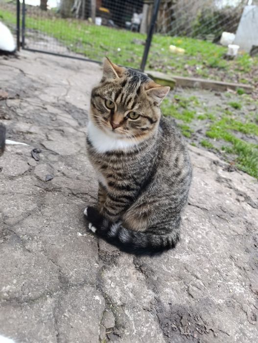 Кошенята в добрі руки