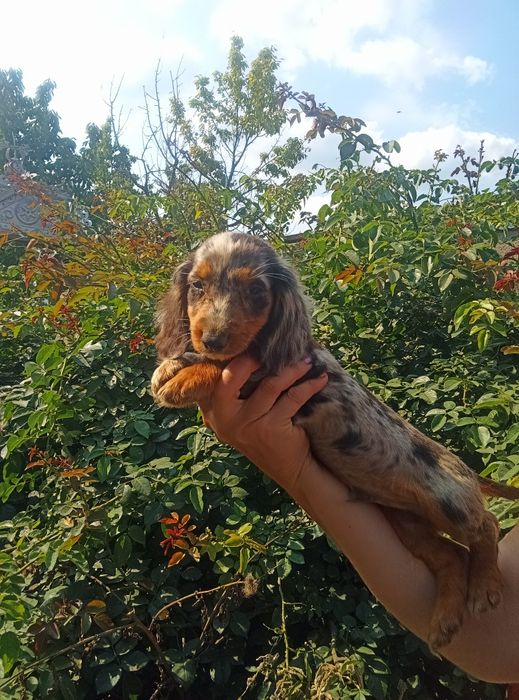 Довгошерстний мерле красень.