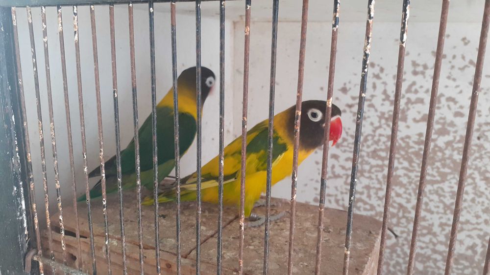 Agapornis personata  casal