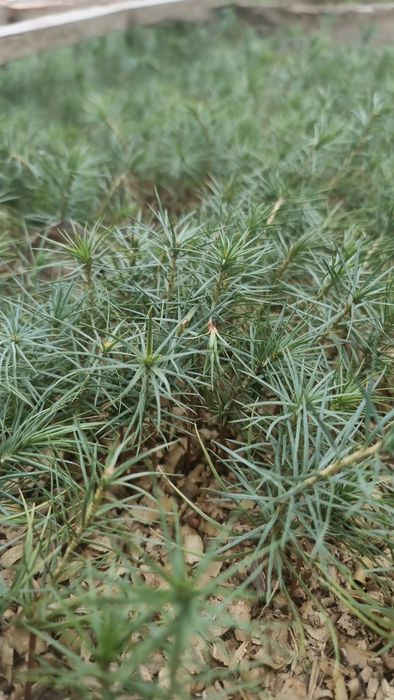 Сосна Гималайская  Сосна Черная сосна Пандеросса