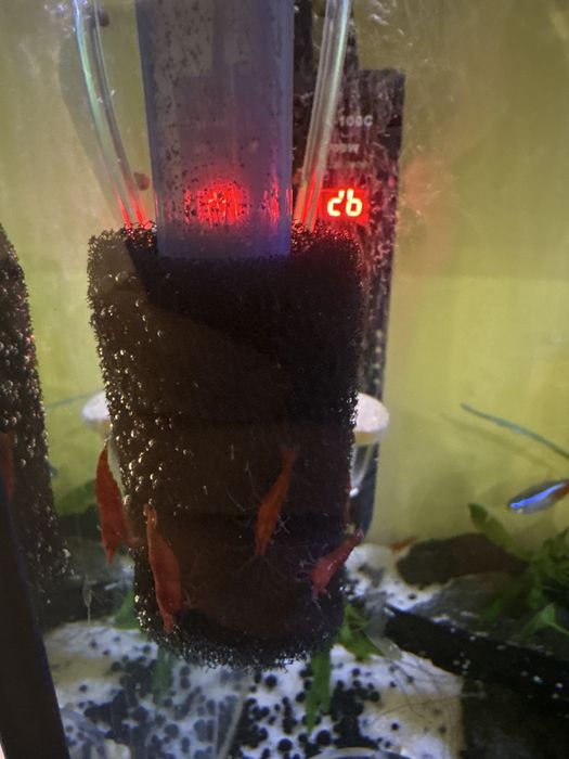 Camarões Neocaridina Vermelhos