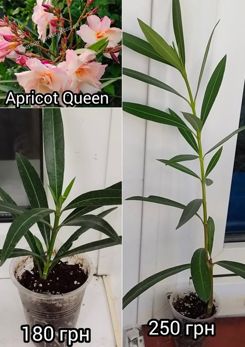 Олеандр Splendens Giganteum, цветок размером с ладонь