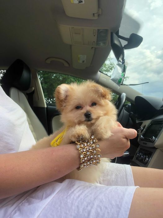 Помапу — 4 пухнасті принцеси шукають новий дім