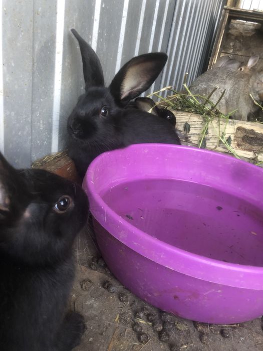 Молодняк кролика