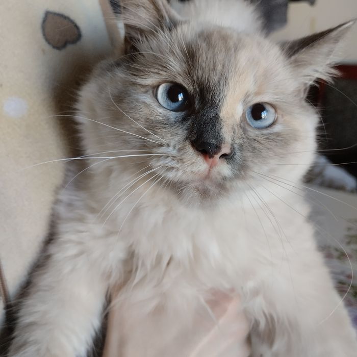 Кошеня невська маскарадна