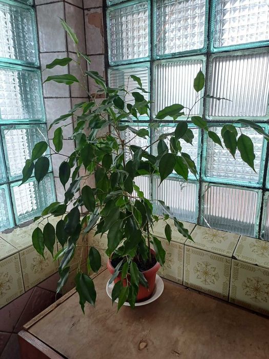 Фікус бенджаміна