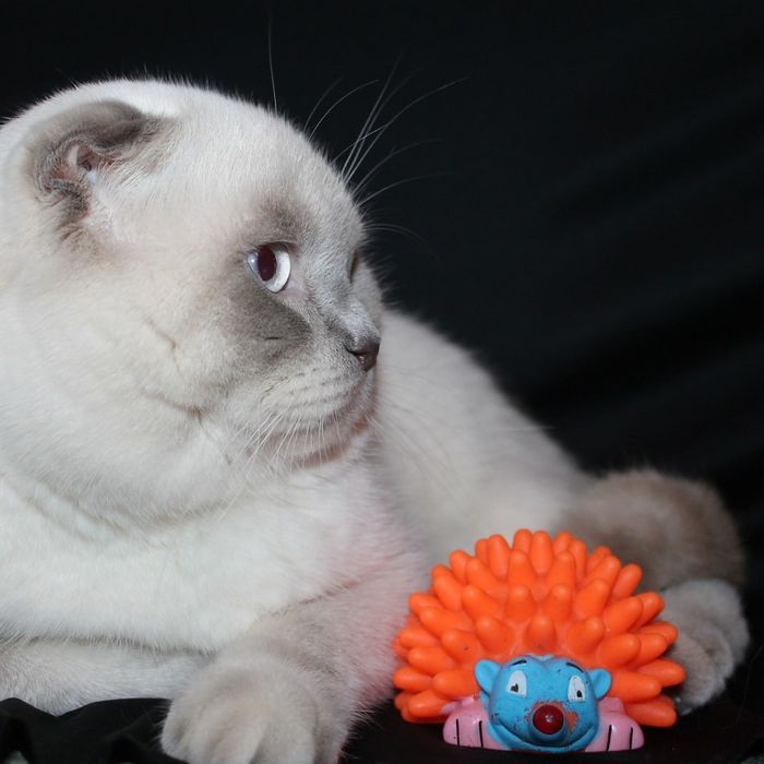 Кот на вязку, Николаев!