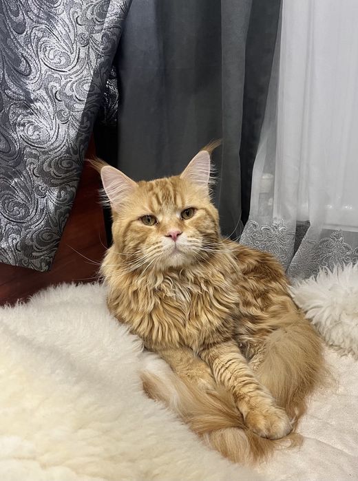 Молодий Мейн Кун в'язка