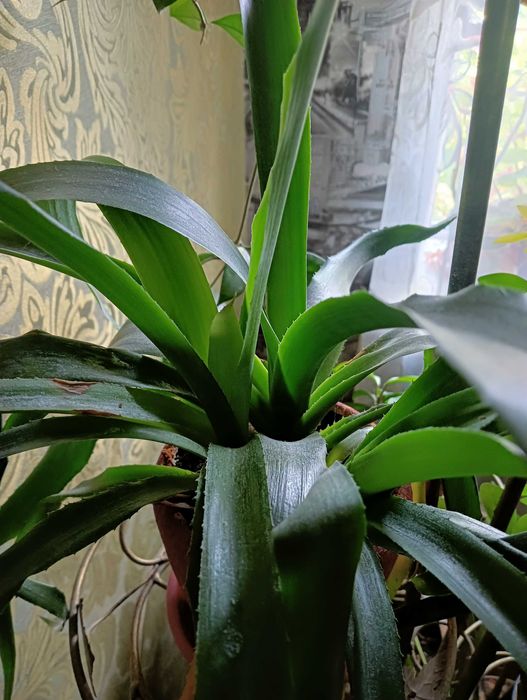 Більбергія кімнатна рослина