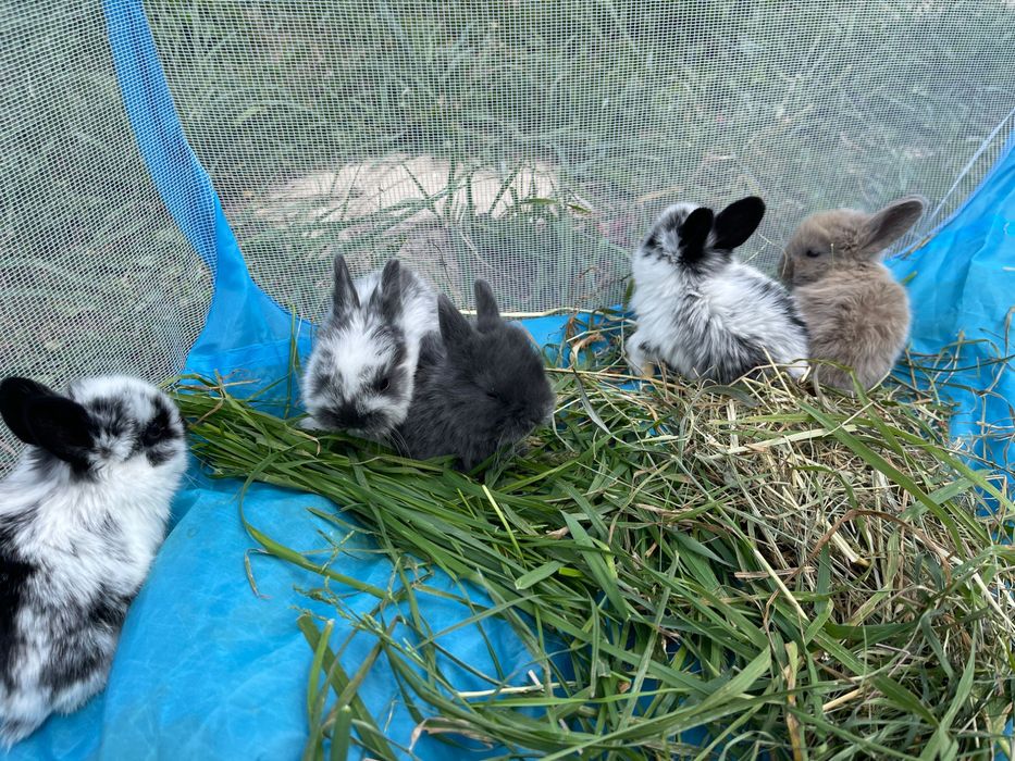 Декоративні кролики