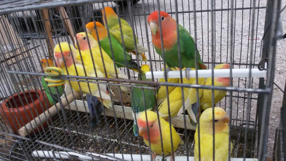 Rosicollis Agapornis