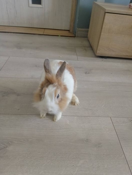 Odam za darmo dwa kròliki